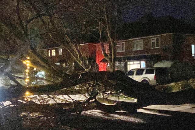 Fallen tree in Lancaster Road, Hartlepool.