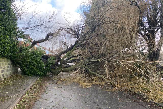 Dramatic scenes in Horsforth as a downed tree has blocked Fraser Avenue.