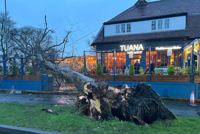 This fell tree in front of north Leeds restaurant Tuana in Adel’.