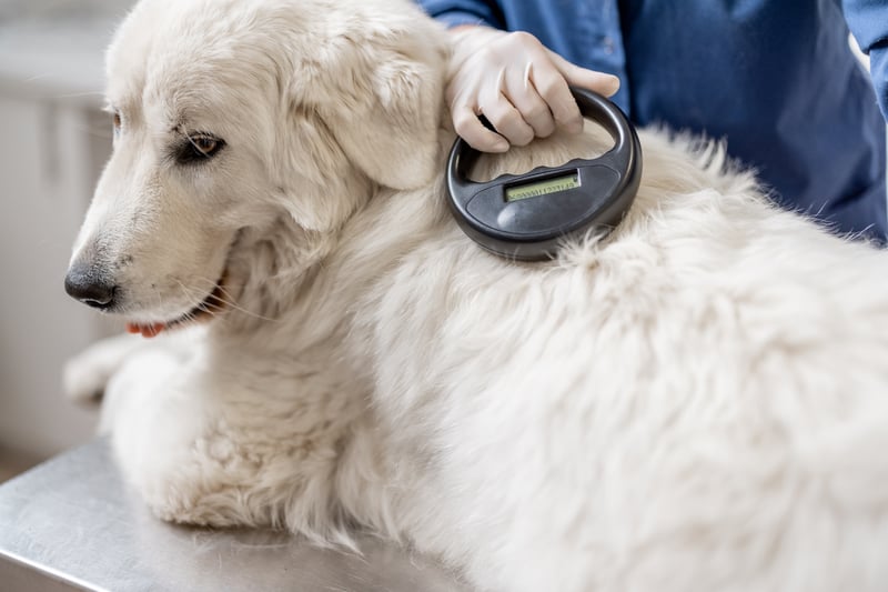 It is a legal requirement to have your dog microchipped in the UK by the time your dog is eight weeks old. They must be registered with a database that meets government standards, such a Pet Log. Owners can be fined up to £500 for failing to do so and could have a court case filed against them.