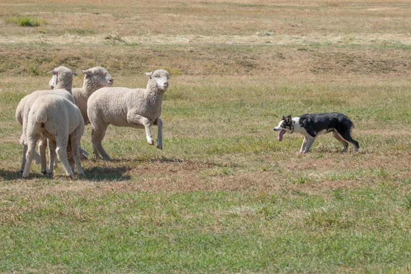 A dog must not chase or attack livestock on agricultural land and should be kept on a lead. If your dog is worrying livestock, a farmer has a right to stop your dog and even shoot it in some circumstances.