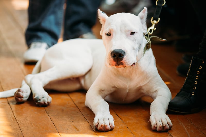 In the UK, it is against the law to own a Pit Bull Terrier, Japanese Tosa, Dogo Argentino, Fila Brasileiro. The police or local council dog warden can take the dog away, even if it isn't acting dangerously. You can be given an unlimited fine or be sent to prison for up to six months (or both) for having a banned dog and the dog may also be destroyed.