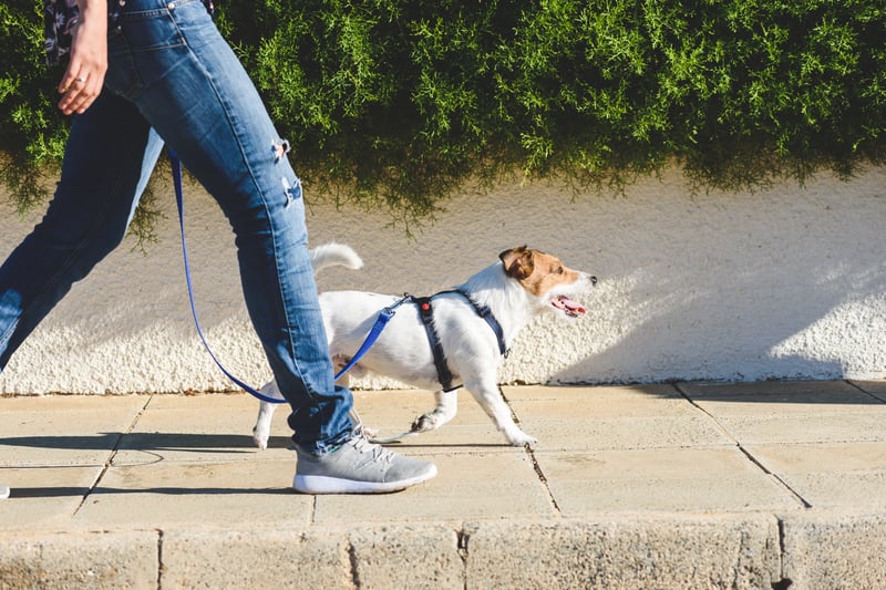 Some public areas in England and Wales are covered by Public Spaces Protection Orders. In public areas with PSPOs, you may have to keep your dog on a lead, stop your dog going to certain places, like farmland or parts of a park, limit the number of dogs you have with you, clear up after your dog, and carry a poop scoop and disposable bags. Ignoring these rules can incur a £100 on-the-spot fine, rising up to £1,000 if the case goes to court.