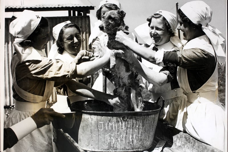 Nurses of the Red Cross section washing Jim the terrier in his special bath at the military hospital of the Halton camp. Mrs Buglass, of Old Trafford, Manchester, has control of the military hospital and is responsible for the health of all the troops under canvas.