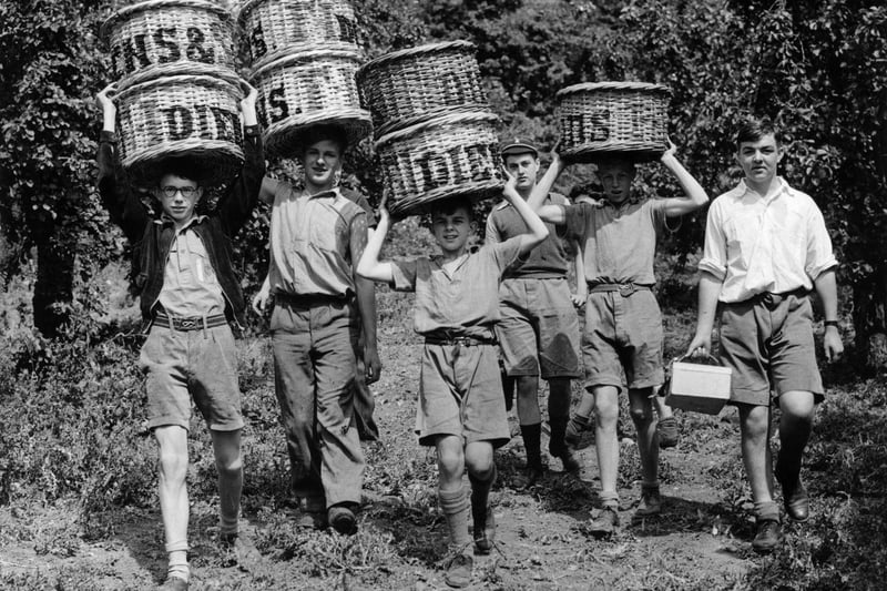 Schoolboys from Manchester Grammar School, carrying baskets of plums which they picked during  a camping holiday in Worcestershire, 12th August 1940.