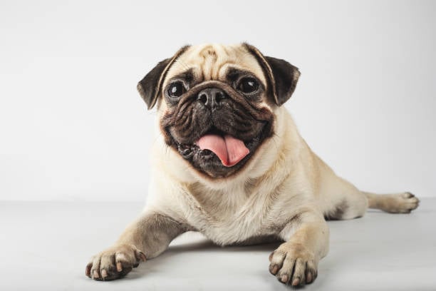 With their flat, distinguishable face, the pug comes in at 14 nationally but are more popular in Liverpool. Pugs are known for being short, stocky and loyal. They’re playful and are known to be good with children, its no wonder they are a sort-after breed.