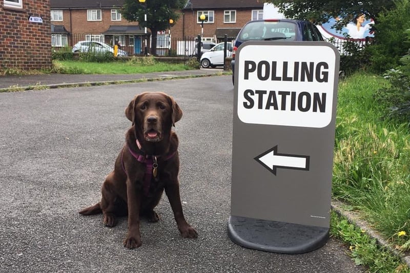 There was uproar in Morden when voters discovered their voting centre had been turned into rather lovely looking dog.