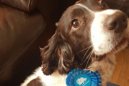 Jasper wearing his Conservative party badge with pride.
