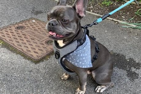 Dexter the French bulldog at his first ever ‘pawling’ station.