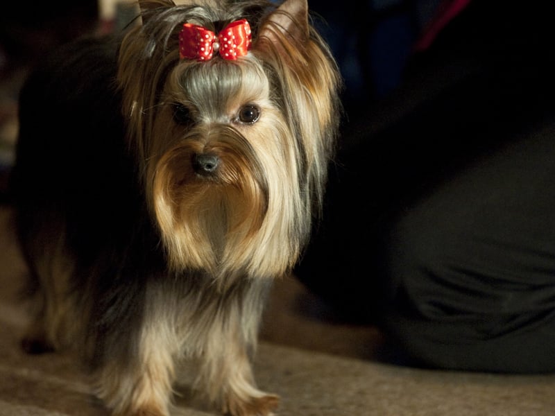 Jill King said: “Shelley’s Poochie Parlour Peterborough always grooms and look after our girls brilliantly and also picks up and delivers, if needed. Great service at a great price.”