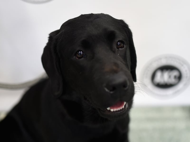 Laurie Martin said: “Absolute Dogs, in Oakleigh Drive, Orton Longueville, has excellent service and care. Laura is brilliant with all types of dogs.”