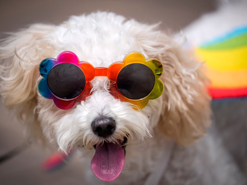 Simon Jackson said: “Hairy Dogs Grooming Salon in Deeping St James is fantastic. Laura only sees one dog in the salon at a time and really cares about the dog and the finish.”

