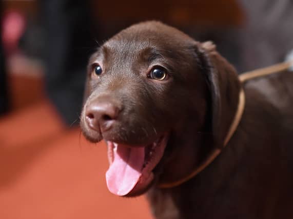 Take a look at these Peterborough dog grooming businesses that come highly recommended by our readers.