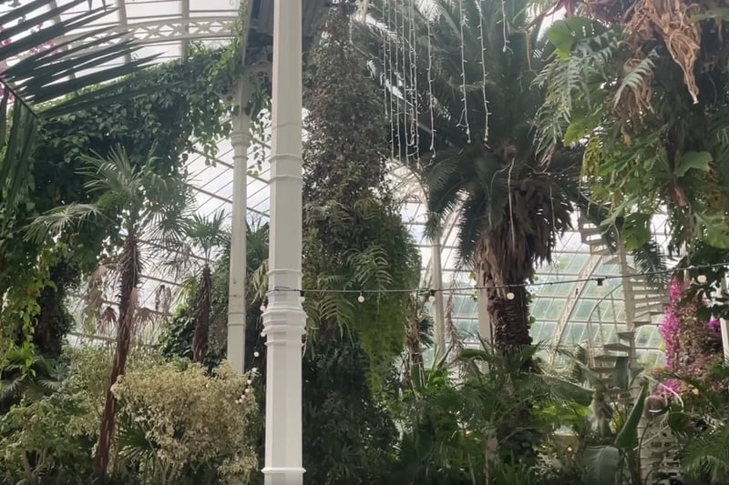 The Palm House features an original tree that has been there since 1896. Although the building has had restorative work and new trees have been planted, this tree is over a century old.