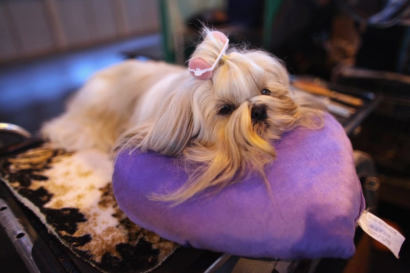 A Shih Tzu has been known to have a price tag of around £1,000.