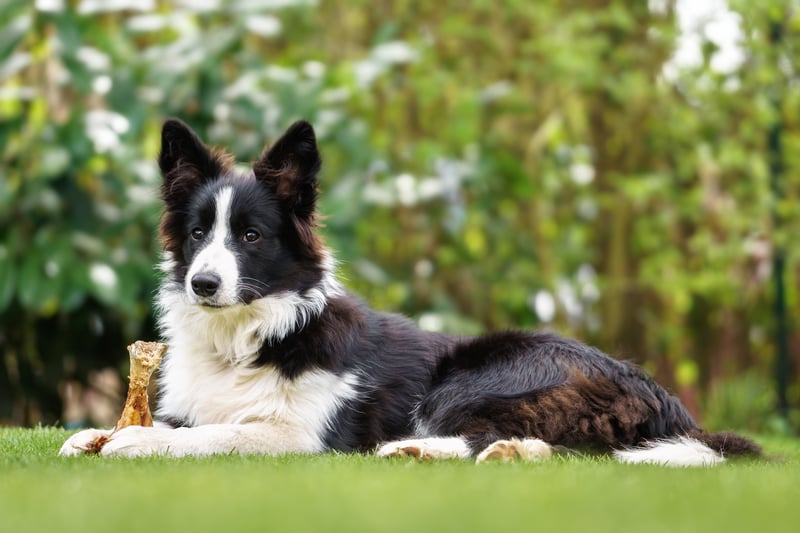 The Border Collie will set you back around £900-£1,300.