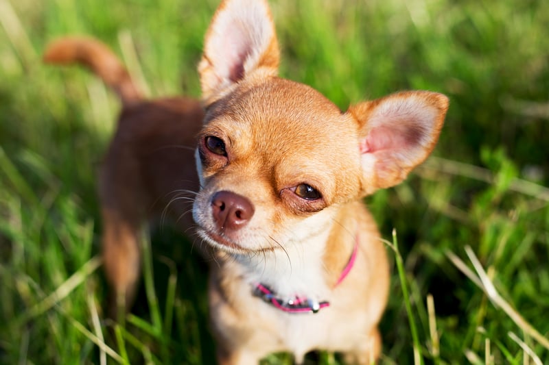 40 Chihuahuas were stolen in the UK in 2022. (Image: alexei_tm - stock.adobe.com)