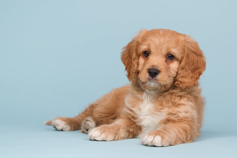 The Cavapoo - a cross between the Cavalier King Charles Spaniel and a Poodle has an average price of £1,600 to £2,000.