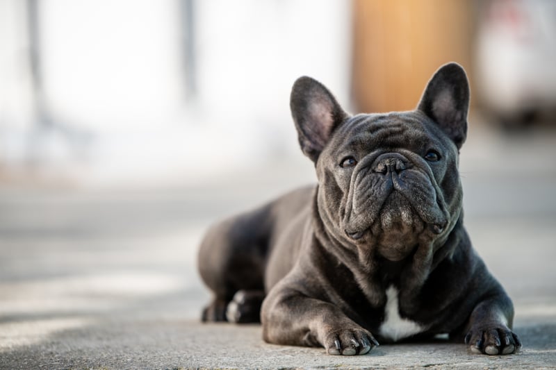 59 French bulldogs were stolen in the UK in 2022. (Image: Atharia - stock.adobe.com)