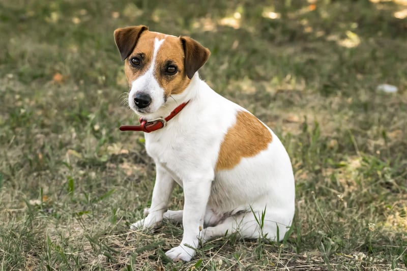 A Jack Russell has the price tag of around £700-£1000.