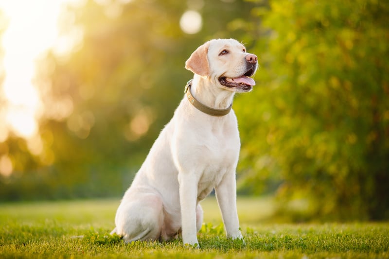 Labradors, or Labrador Retrievers, have a price tag of more than £1,200.