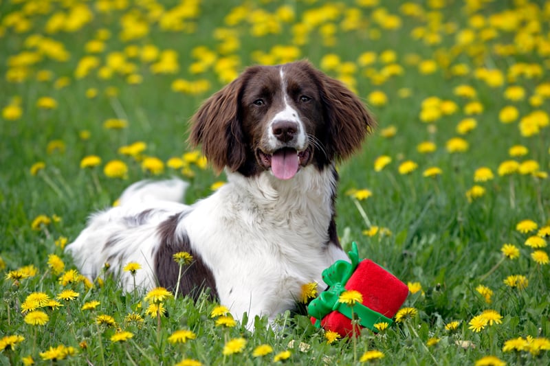 A Springer Spaniel has the average price tag of £1,000