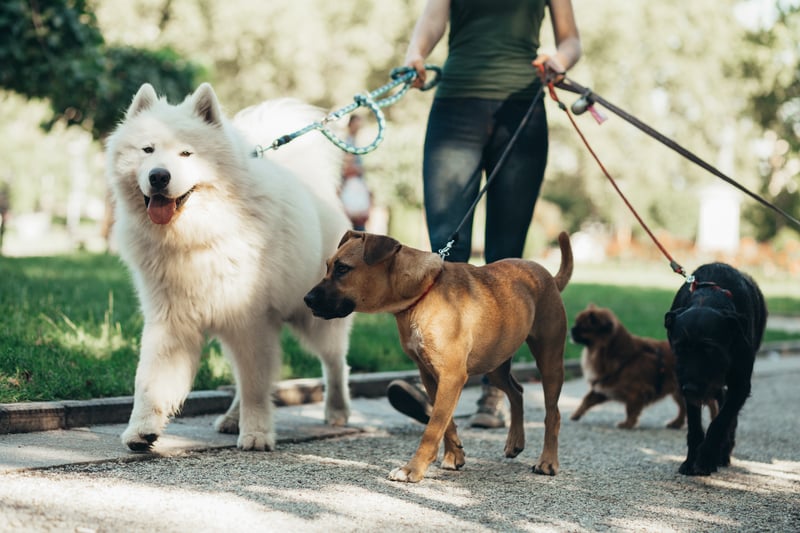 For any Geordies harbouring a love for dogs who fancy spending time with the furry friends instead of Her Majesty, this could be the gig for you. A job as a Dog Walker with We Love Pets Newcastle is going with a wage of £10 per hour. 