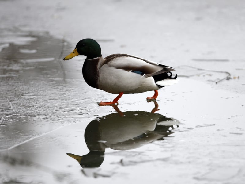 Some may argue m’duck came from our ends, others may debate Nottinghamshire. But we all know the term is an affectionate term for another person and we’ll say it anyway.