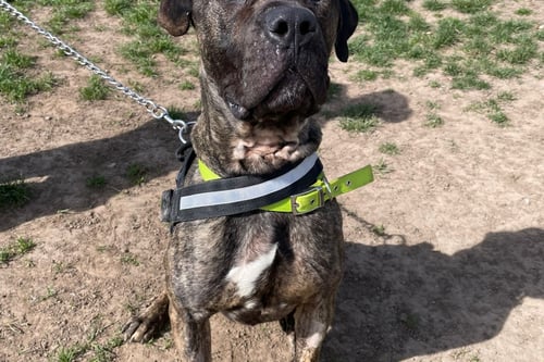 Due to an injury when Kaiser came into us he must always be walked on a harness. He can’t live with other dogs but he’d be okay in a home with kids over the age of 13+. You can adopt him from Birmingham Dogs Home.