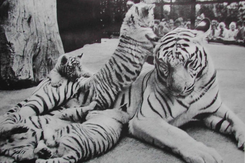 A trio of white tiger cubs pester their mother in 1969.
