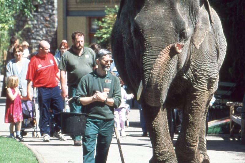 Wendy the elephant, who lived at Bristol Zoo until 2002, takes a walk.