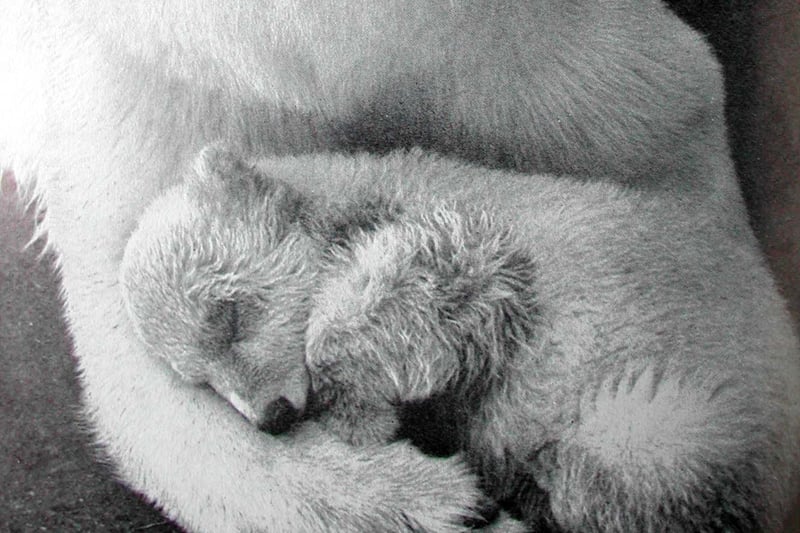 It’s hard to believe now but polar bears once lived at Bristol Zoo. Here’s a newborn cub in its mother’s arms.