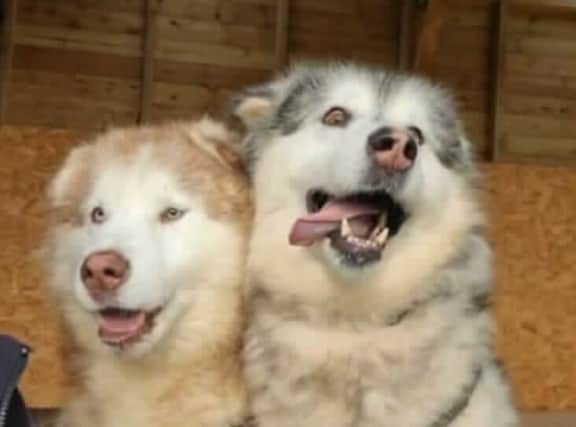 You can find these handsome dogs at RSPCA’s Birmingham Animal Centre. Seven-year-old Joe and nine-year-old Zac were rescued in April 2021. They’d been living at a site in Wales as part of a pack of 20 dogs and RSPCA staff don’t believe that they’ve ever lived inside or with a family before. 