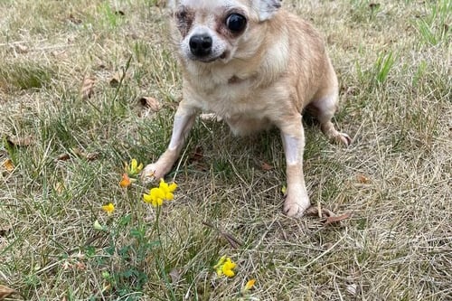 She is looking for a retirement home and can’t live with other dogs or cats. She can live with children older than 13. You can find this tiny dog at Birmingham Dogs Home. 