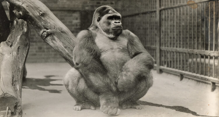 A young lowland gorilla, Alfred, arrived at the zoo in 1930. At the time there was only one other gorilla in a Zoo in Europe.