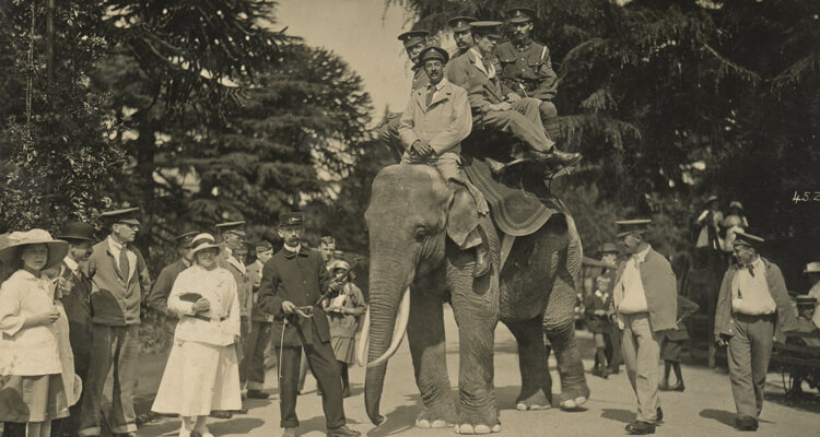 Zebi, the zoo’s famous elephant, lived at the site from 1868 to 1909. ‘She was quite a character, renowned for removing and eating straw hats!’