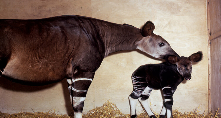 In 1967 the zoo became the UK’s first to successfully breed Okapi or ‘forest giraffes’. There are now four Okapi at the Wild Place Project.