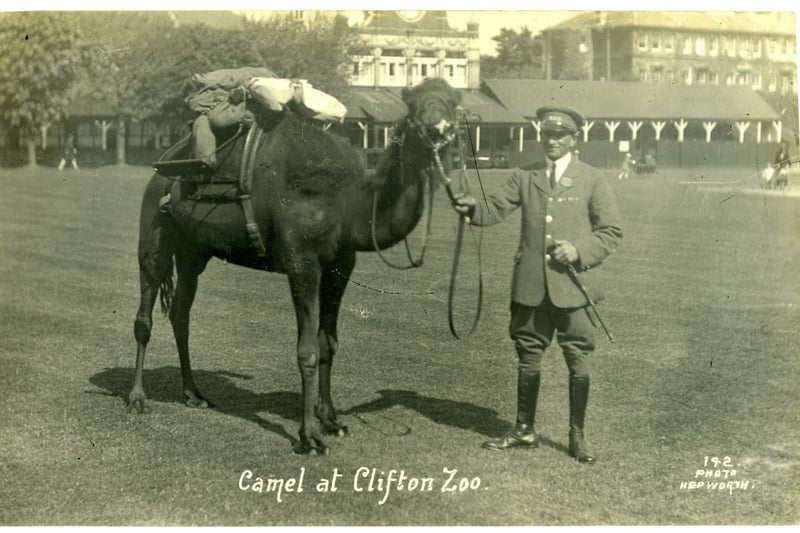 A camel and its keeper at Bristol Zoo.