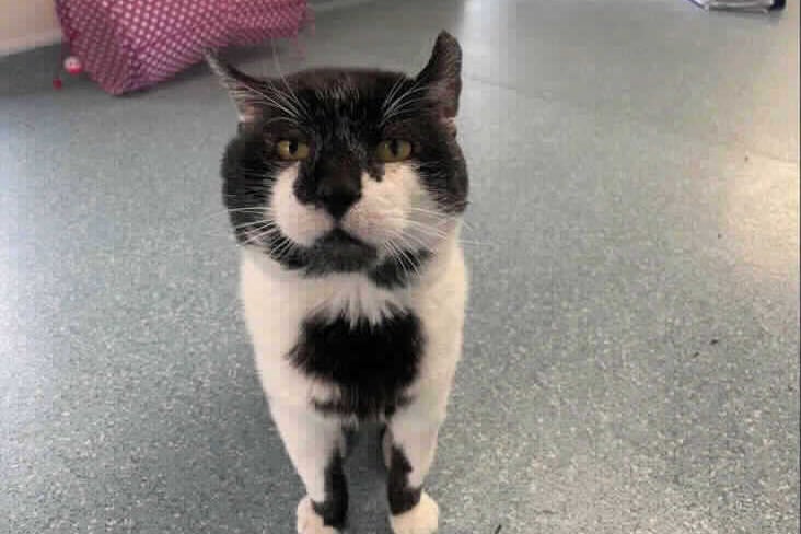 He would prefer a home with older children. Available at Birmingham Animal Centre. (credit: RSPCA) 