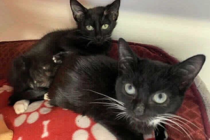 These black and white cats would suit a quieter home with older children. Available at Birmingham Animal Centre. (credit: RSPCA)