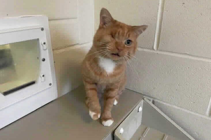 He is ginger and white in colour and was rescued as a stray. Available at Birmingham Animal Centre. (Credit: RSPCA)