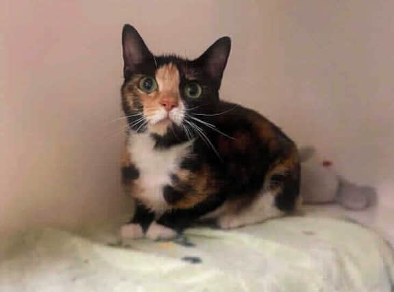 She is a tortoiseshell and can live with another cat. Available at Birmingham Animal Centre (Credit: RSPCA) 