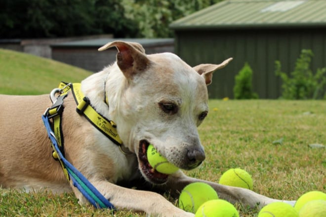 Buddy is a Staffordshire Cross, more suited to being the only dog at home, and this is what he has been used to.  He can live with children aged 10 and over, and is going to make a wonderful companion for someone.