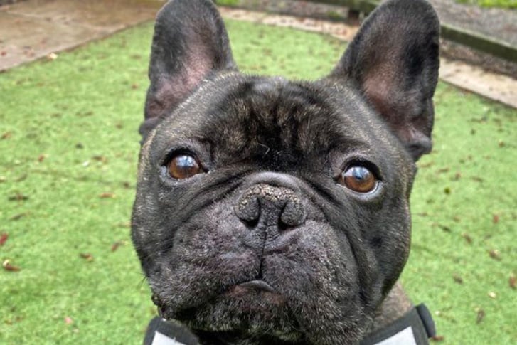 Archie is a French Bulldog cross, looking for a child-free home. He sadly lost his owner of six years recently, and is hoping to find a new parent to look after him. He is better suited to being the only dog in the home but loves to make friends outside and loves a walk.