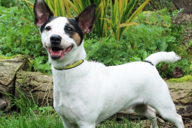 Jack is a Jack Russell Terrier cross and can live with children and other pets. He is noise sensitive and struggles when someone knocks on the door. His owner passed away so he has struggled to adapt, but loves to play.