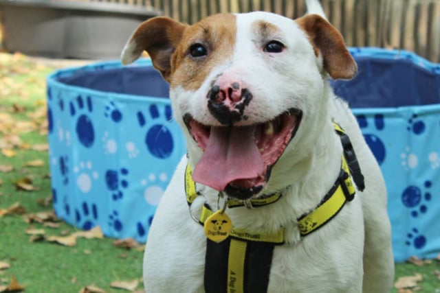 Goji is a fabulous mix of English Bull Terrier and... something else! He’s very comfortable in kennels and settles nicely in his bed. Goji has been used for illegal badger baiting and as a result has lost part of his nose. It’s best for him to be the only pet in the home.