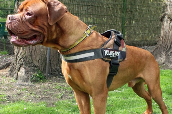 Thor is a Dogue De Bordeaux cross. He is not always great with unfamiliar people, any potential adopters will need to be committed to meeting him quite a few times whilst he’s at the centre, and will need to be mindful of this behaviour once he’s home. He has done brilliantly with muzzle training and now happily wears one for his walks. Thor is wonderful once he’s comfortable with you but he’s going to need a home with no kids, and where there are few, if any, visitors.