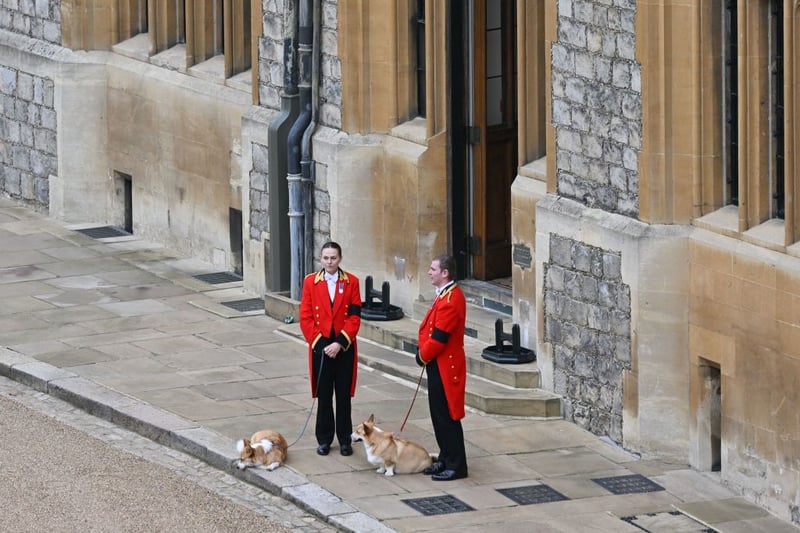 The Queen’s corgis, Muick and Sandy are walked inside Windsor Castle on September 19, 2022, ahead of the Committal Service. Credit: POOL/AFP via Getty Images