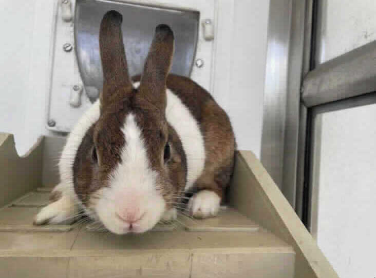 He is very confident and a friendly boy who would fit in with most families. (RSPCA)