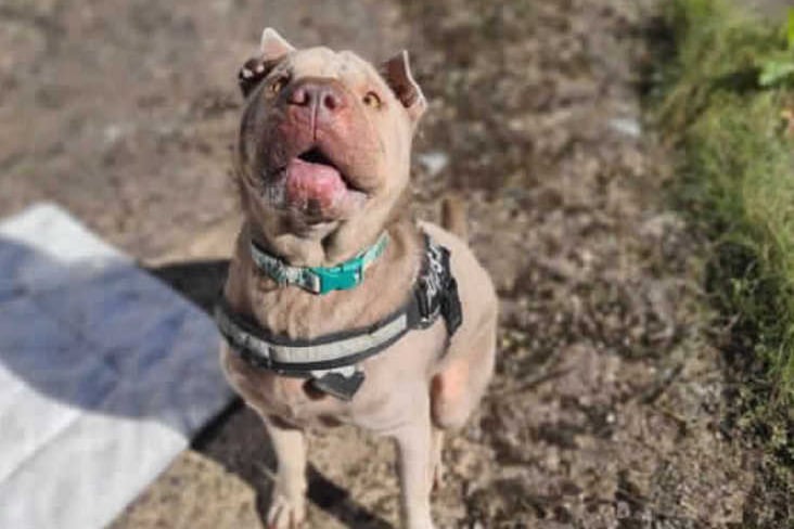 She is looking for an adult only home where owners have experience of her breed and the little quirks that come along with being a sharpei(Credit: RSPCA)